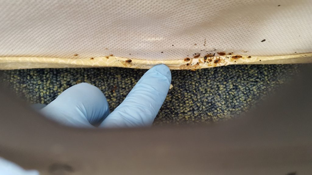 Comment utiliser la terre de diatomée contre les punaises de lit ?